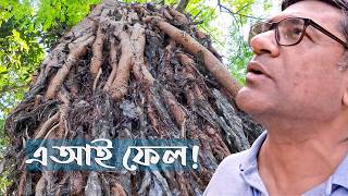 🌳গাছেদের বিস্ময়কর প্রাকৃতিক ফিউশন🌴