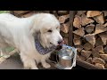 外が好きなのに掃除の間は室内がとても気になるルンルンとアランです　great pyrenees　グレートピレニーズ