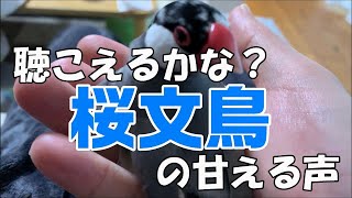 【桜文鳥】聴こえるかな？文太の甘える声 Javasparrow's sweet voice sounds cute【旧チャンネル動画】