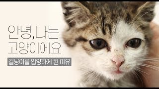 길냥이를 입양하게 된 이유 (feat.아롱이 이야기)