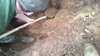 Badger digging with Deutscher Jagdterrier Dunja--Nemacki lovni terijer Dunja jamarenje jazavca