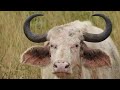 White Buffalo - In Tanzania, Tarangire National Park (2022).