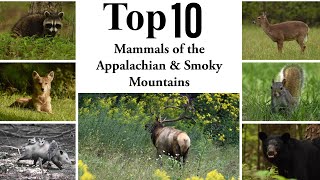 Top 10 Most Common Mammals In The Appalachian \u0026 Smoky Mountains!