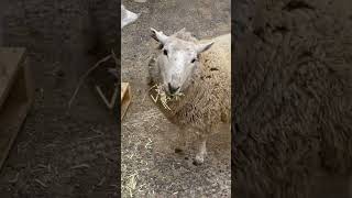 堂々と..【六甲山牧場】食いしん坊なひつじさん Funny Sheep #shorts #ひつじ #六甲山牧場