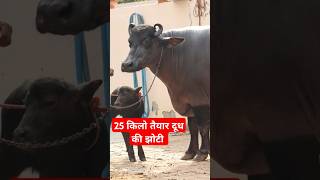 25 किलो तैयार दूध की झोटी with Female Murrah Calf at Subhash Gadoli Farm