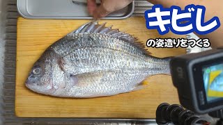 キビレ（キチヌ）の姿造りをつくった🐟#キビレ #キチヌ #姿造り