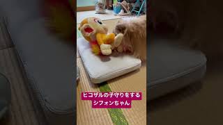 ポメプーシフォン☆ヒコザルの子守りをするシフォンちゃん# #ポメプー #犬 #ポメラニアン#トイプードル#ヒコザル#ミックス犬#犬のしつけ #いぬ#犬 #犬のトレーニング