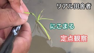 5月植え「にこまる」定点観察始めました。020525～