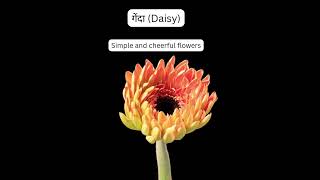 Amazing Daisy Bloom Timelapse