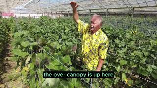 Overstory Canopies and Permaculture Trellis Tricks