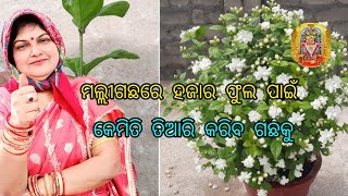 ମଲ୍ଲୀ ଗଛରେ ହଜାର ଫୁଲ ପାଇଁ କେମିତି ତିଆରି କରିବ ଗଛକୁ #Mogra plant care