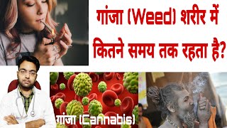 गांजा शरीर में कितनी देर तक रहता है? Weed ko Body Me Kab Tak Detect Kiya ja Sakta Hai? #Ganja