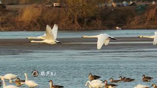 Majestic Migration: Witness the Spectacular Takeoff of Swans During Peak Season