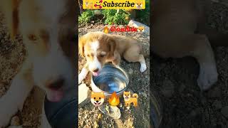 #puppy #animals #cutebaby #cute 🐕🐶🥰🔥🔥 வெயில் ரொம்ப 🔥