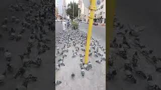 #viral #youtubeshorts #shortvideo #makeup # মদিনার   রাস্তায় কবুতরের পাল #pigeon plz subscribe