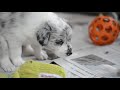 obóz agility handling camp ✬ iwona gołąb ✬