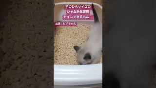 手のひらサイズのシャム系保護猫 トイレできるもん#shorts #kitten #シャム #子猫 #保護猫 #仔猫 #手のひらサイズ