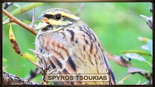 Σιρλοτσίχλονο - Σιρλοτσίχλονο Κελάηδημα - Cirl Bunting song (Μέρος 3ο)