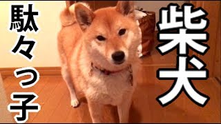 【柴犬どんぐり】眠すぎて愚図る。追えば逃げるが、追わねば怒る