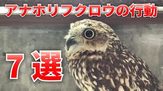 実は感情豊かなフクロウの行動7選【Burrowing Owl】