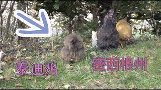 密西根州的鸡 看起来像泰迪  碰到了打猎季节                vlog14