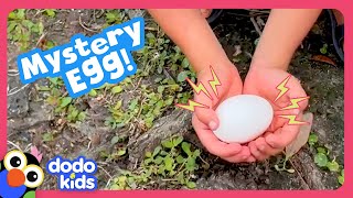 What Kind Of Baby Animal Is In This Egg? | Dodo Kids | Rescued!