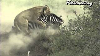 挟み撃ち　ライオンの狩り#3　「閲覧注意」　　Wild animals in Africa / lion hunting #3   lion takes down zebra