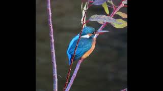 カワセミ調布地区お母さんショート 2024 12 30 #カワセミ #野鳥 #birds #wildlife #nature #自然観察ぶらり散歩