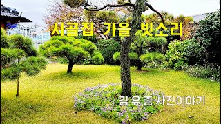 시골집, 가을 빗소리, 시골집 풍광, 해국과 소나무, 자연의 소리, 힐링, 고향 생각, 정겨운 시골