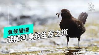 【被稱作巧克力的鳥】武陵河烏啟示｜藏著氣候變遷對物種影響的秘密(我們的島 第1255集 2024-05-13)