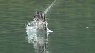 魚鷹拉翅入水記 Osprey pulls up its wings diving