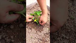 Cucumber planting tips they have to be removed quickly #shorts #plantingtips