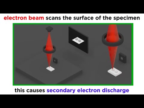 What is a limitation of using electron microscopes to view specimens?