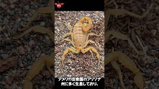 毒性が強いサソリ５種【絶対危険！すぐ逃げて！】