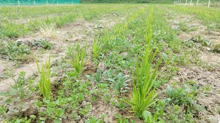 「北海道」陸稲を雑草で覆って管理する。