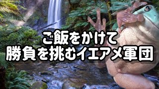 『壮絶？愉快？わちゃわちゃなカエルのご飯タイム』イエアメカエル軍団の日々