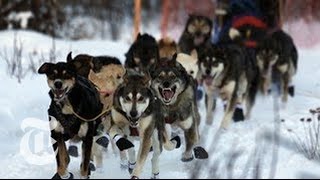 2013 Iditarod Race: Warm Winter Causes Trouble for Mushers | The New York Times