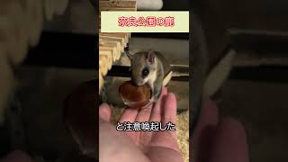 【鹿】奈良公園の鹿になんと！？でも、野生だからね！！ #shorts