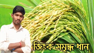 জিংক সমৃদ্ধ ধান সম্পর্কে  বিস্তারিত