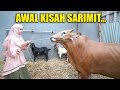 HUNTING HEWAN QURBAN, KISAH SARIMIT BIKIN SAYANG.