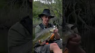 One THICK Bass from the Packrafts #bassfishing #packraft #fishing #river #camping #wildriver