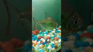 #shorts amazing silver dollar fish 🐠 🐠  #aquarium #shorts #youtubeshorts #subscribe #subscriber