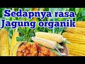 sedapnya rasa jagung manis organik SEMAI BIJI benih jagung 100 POKOK