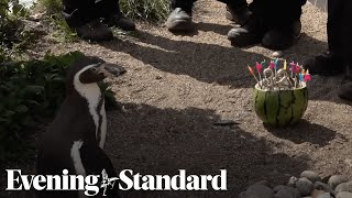 The moment the world's oldest penguin receives a special birthday surprise