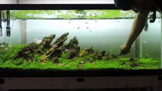 arlies aquascaping and design 75 gal trimming timelapse