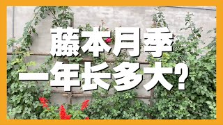 藤本月季地栽一年可以长多大