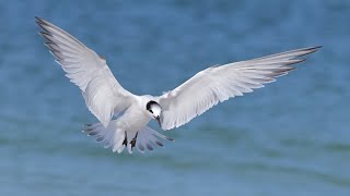 Shorebirds in the Gulf of Mexico.  Summer 2024 final trip