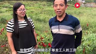 百亩辣椒大丰收，为何却无人采摘，我们来听听农村大叔怎么样说