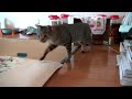 くるねこ大和　20130808　シマシマズ