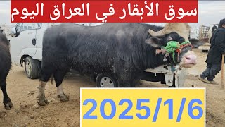 #سوق_الأبقار  في العراق سوق محافظة ديالى وسط العراق